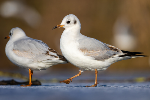 Black-headed Gull (Chroicocephalus ridibundus), photo 4