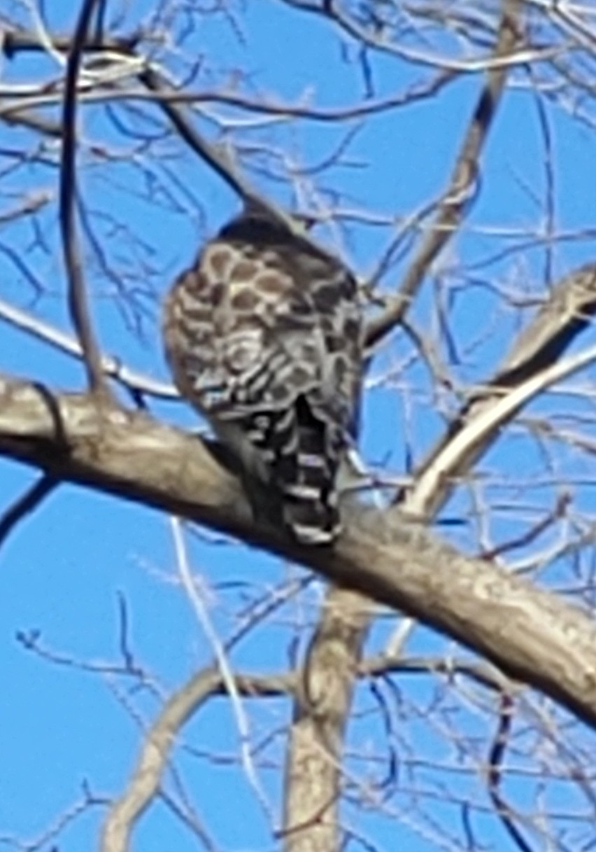Buteo lineatus (Gmelin, 1788)