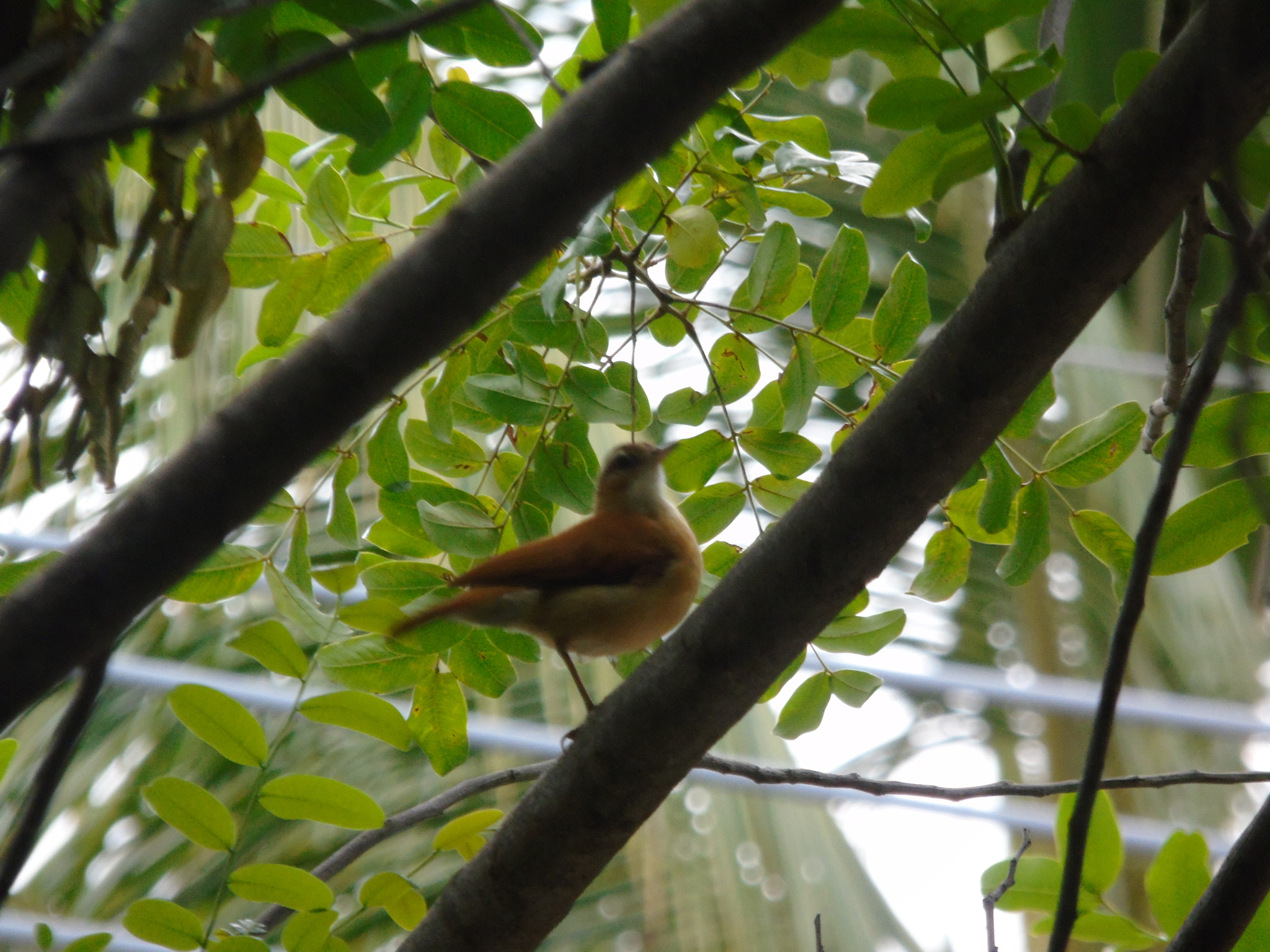Pale-legged Hornero (Furnarius leucopus), photo 2