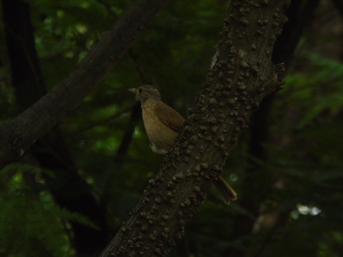 Pale-breasted Thrush (Turdus leucomelas), photo 3