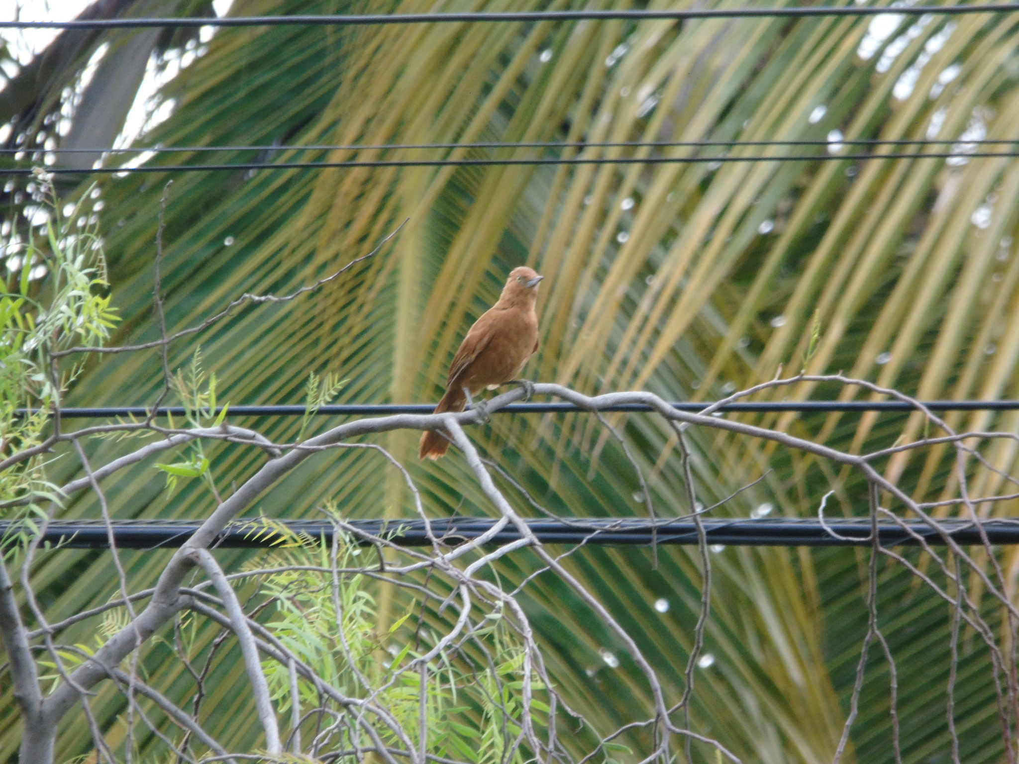 Caatinga Cacholote (Pseudoseisura cristata), photo 1