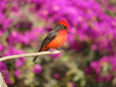 Pyrocephalus rubinus