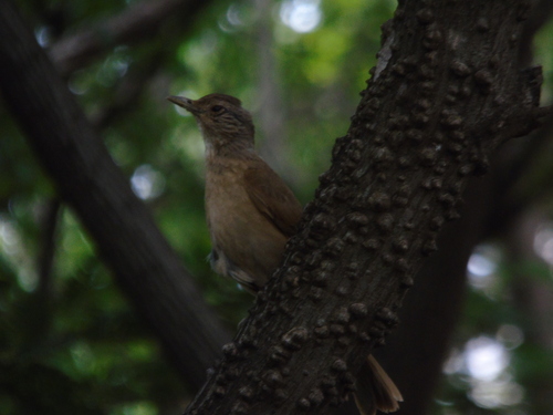 Pale-breasted Thrush (Turdus leucomelas), photo 2