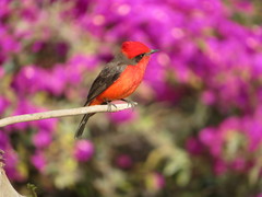 Pyrocephalus rubinus