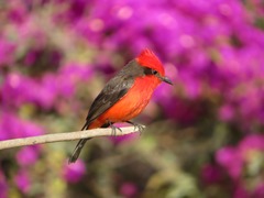 Pyrocephalus rubinus