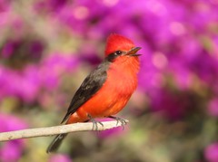 Pyrocephalus rubinus