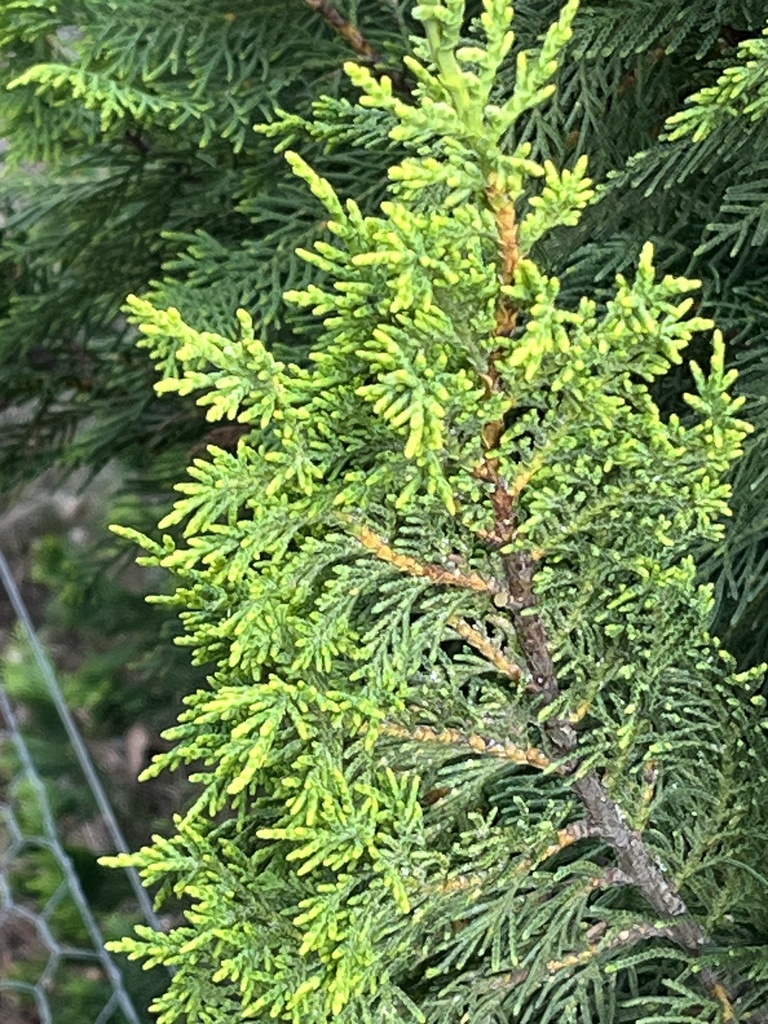 Tùng thơm – Cupressus macrocarpa