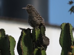 Campylorhynchus fasciatus