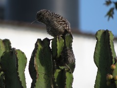 Campylorhynchus fasciatus