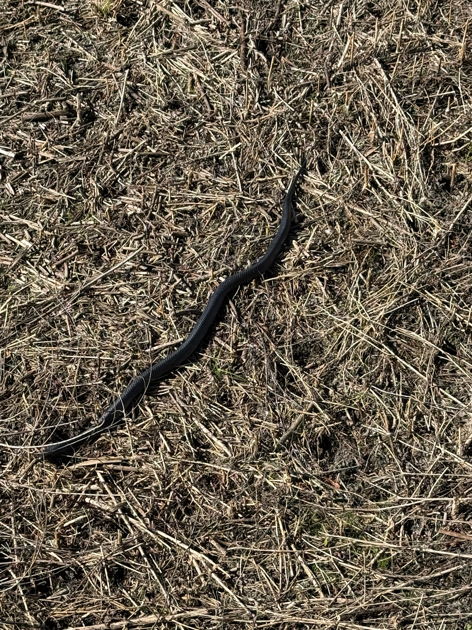 Drymarchon melanurus erebennus (Cope, 1861)