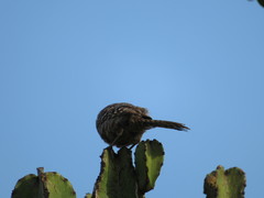 Campylorhynchus fasciatus