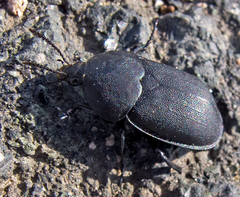 Ablattaria laevigata