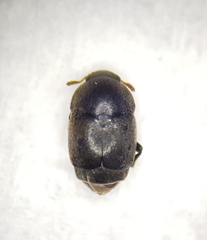 Brachypterolus