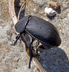 Ablattaria laevigata