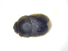 Brachypterolus