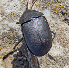 Ablattaria laevigata