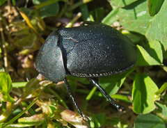 Ablattaria laevigata