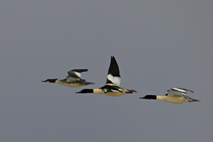 Common Merganser photo 6