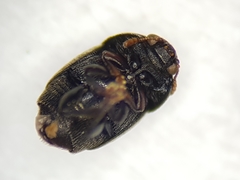 Brachypterolus
