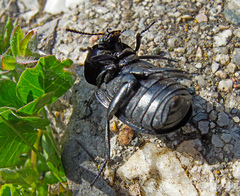 Ablattaria laevigata