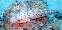 Parapercis hexophtalma