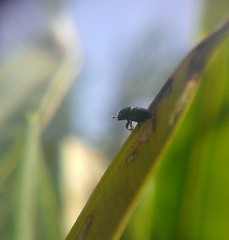Scolytus