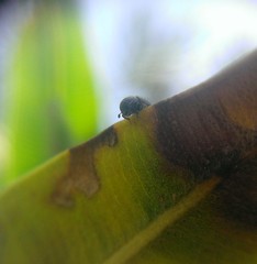 Scolytus