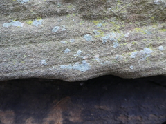 Ascomycota