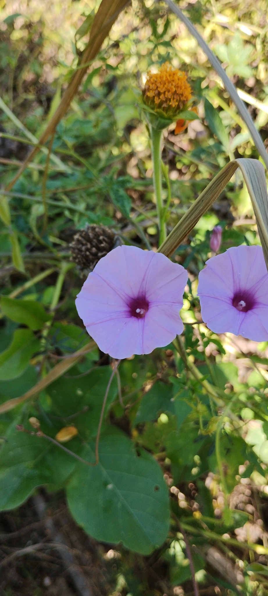 Imagem de corda-de-viola