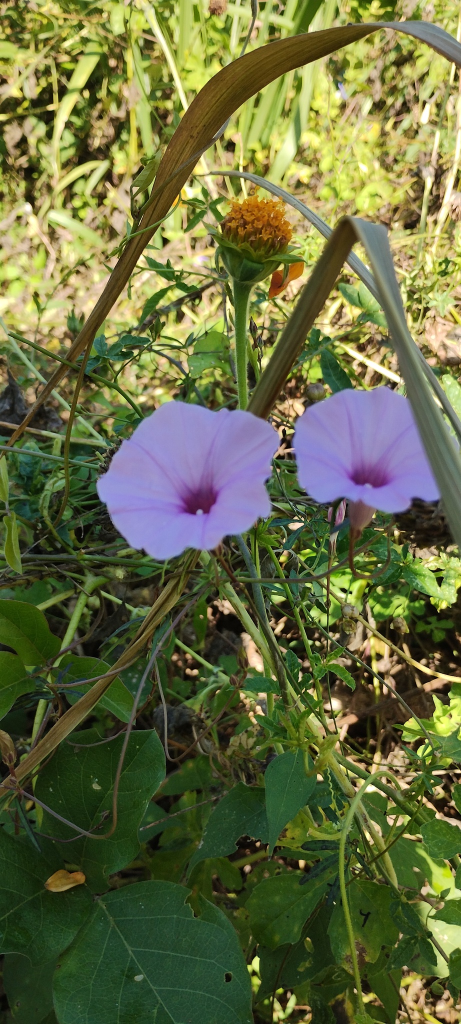 Imagem de corda-de-viola