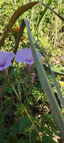 Foto de corda-de-viola