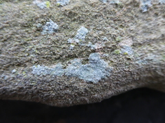 Ascomycota