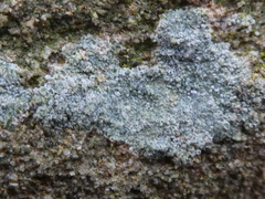 Ascomycota