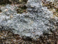 Ascomycota