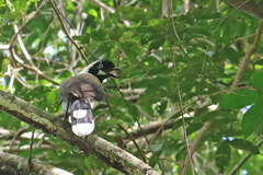 Cayenne Jay photo 3