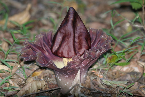 elephant-foot yam (Amorphophallus paeoniifolius)