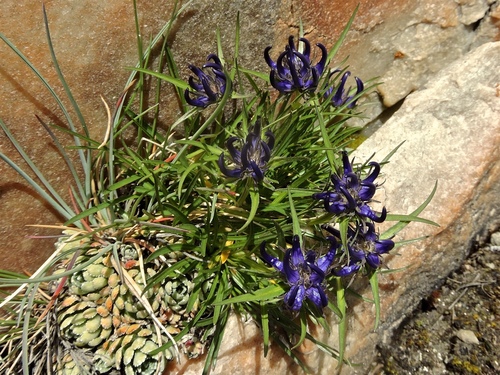 Phyteuma humile
