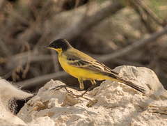 Motacilla flava feldegg