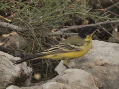 Motacilla flava feldegg