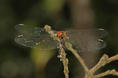 Sympetrum sanguineum
