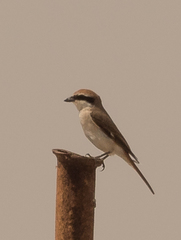 Lanius phoenicuroides