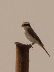 Lanius phoenicuroides