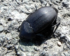 Ablattaria laevigata