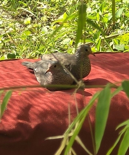Common Ground Dove (Columbina passerina), photo 5