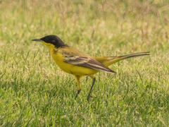 Motacilla flava feldegg