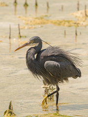 Egretta gularis