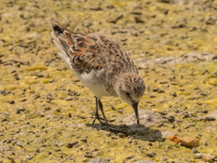 Calidris minuta