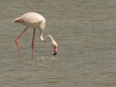 Phoenicopterus roseus