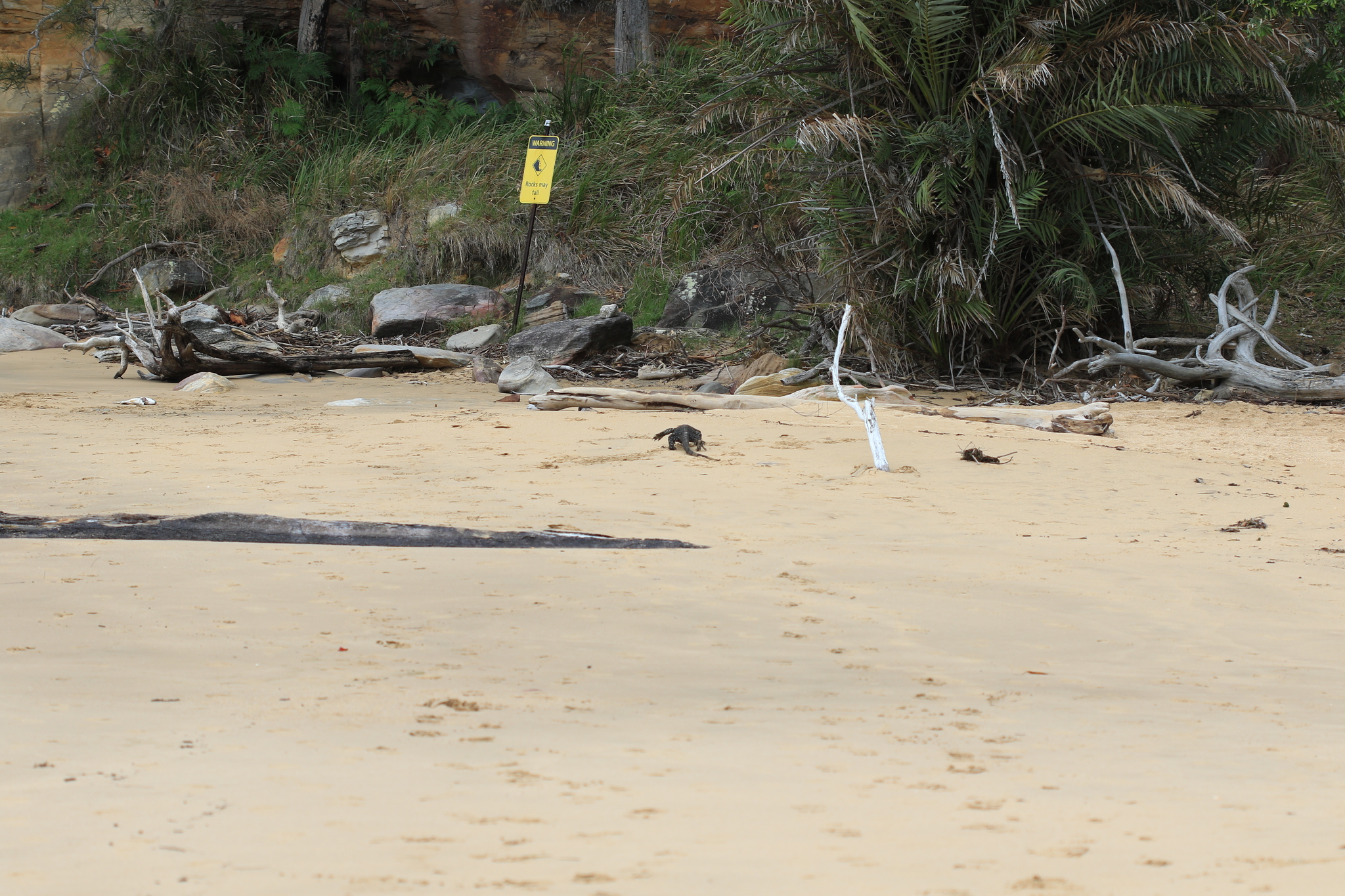 Varanus varius (Shaw, 1790)