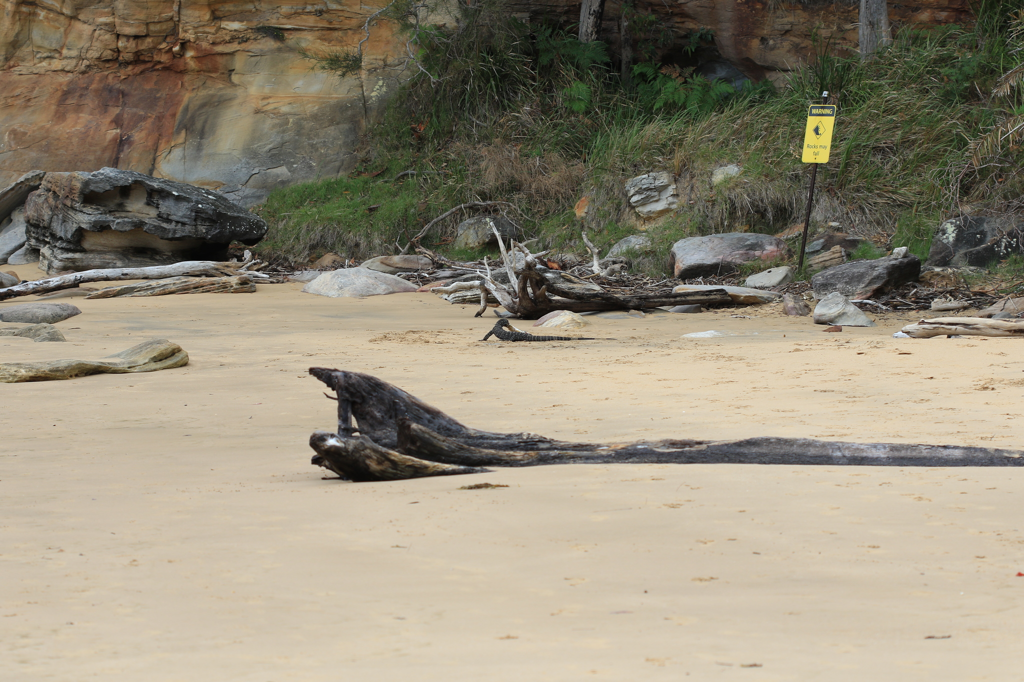 Varanus varius (Shaw, 1790)